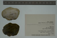 Arcidens confragosus image