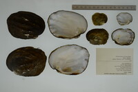 Amblema plicata image