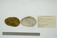 Lampsilis rafinesqueana image