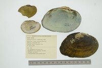 Lampsilis fasciola image