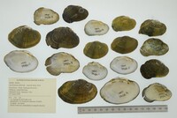 Epioblasma ahlstedti image