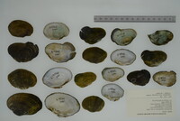 Media resource of Lithasia geniculata