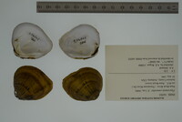 Fusconaia cuneolus image