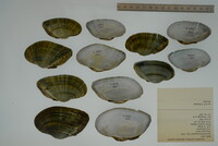 Alasmidonta marginata image