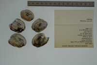 Epioblasma rangiana image