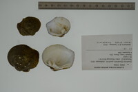 Quadrula quadrula image