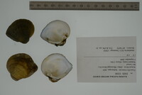 Truncilla truncata image