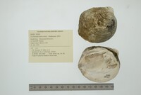 Cyclonaias tuberculata image