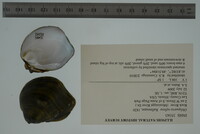 Obliquaria reflexa image