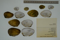 Pleurobema clava image