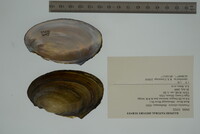 Potamilus ohiensis image