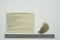 Pleurobema clava image