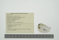 Pleurobema clava image