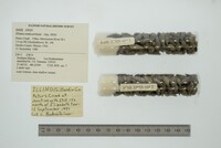 Elimia semicarinata image