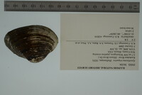 Epioblasma triquetra image