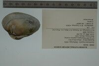 Epioblasma triquetra image