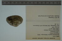 Epioblasma triquetra image