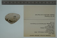 Epioblasma triquetra image