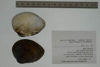 Pleurobema sintoxia image