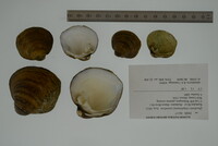 Cyclonaias pustulosa image