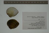 Truncilla truncata image