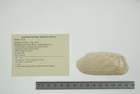 Theliderma cylindrica image