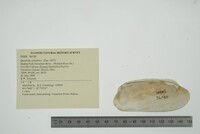 Theliderma cylindrica image