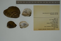 Pleurobema clava image