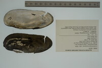 Margaritifera monodonta image