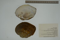 Quadrula quadrula image