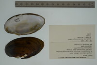 Lampsilis siliquoidea image