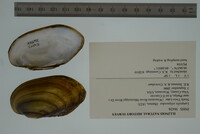 Lampsilis siliquoidea image