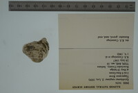 Epioblasma rangiana image