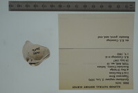 Epioblasma rangiana image