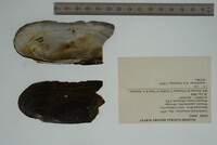 Margaritifera monodonta image