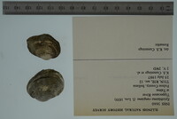 Epioblasma rangiana image