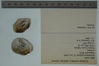 Epioblasma rangiana image