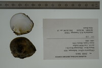 Obliquaria reflexa image