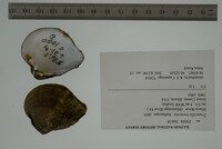 Truncilla truncata image