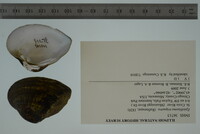 Epioblasma triquetra image