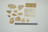 Chambardia rubens image