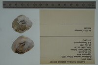 Epioblasma rangiana image