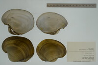 Potamilus capax image