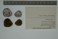 Fusconaia cuneolus image