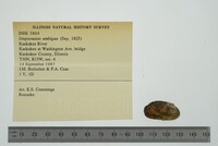 Simpsonaias ambigua image