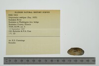 Simpsonaias ambigua image