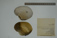 Potamilus capax image