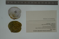 Theliderma intermedia image