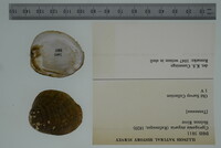 Cyprogenia stegaria image