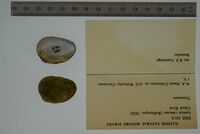 Lemiox rimosus image